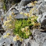 Saxifraga moschata Natur