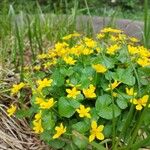 Caltha palustris পাতা