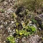 Veronica bellidioides Blomst