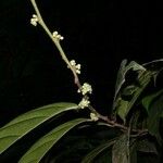 Casearia coronata 其他