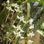 Cyrtorchis monteiroae Flower