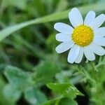 Anthemis arvensis Цветок