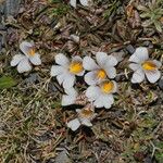 Viola pygmaea 花