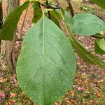 Ehretia dicksonii Leaf