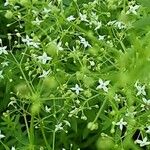 Galium album Vekstform