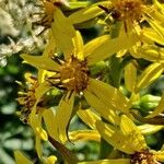 Ligularia sibirica Flower