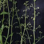 Scrophularia elatior Habitus