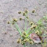 Scirpus atrovirens Fula