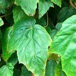 Begonia formosana Leaf