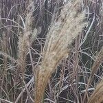 Miscanthus sinensis Fruit