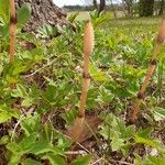 Equisetum arvenseFlower