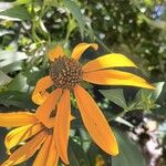 Rudbeckia laciniata Flor
