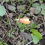 Fritillaria pudica Цвят