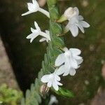 Angraecum distichum Flor