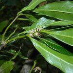 Quercus salicifolia Fruit