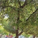 Quercus faginea ശീലം