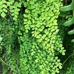 Adiantum raddianum Habit