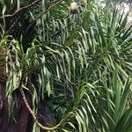 Grammatophyllum speciosum Kita