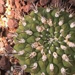 Gymnocalycium pflanzii Buveinė