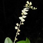Stelis superbiens Otro