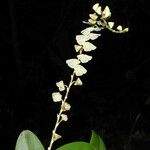 Stelis superbiens Drugo