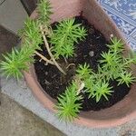 Portulaca pilosa List