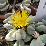 Glottiphyllum oligocarpum