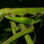 Monstera tenuis Leaf