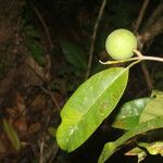 Calophyllum brasiliense Frucht