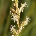 Carex brizoides Floro