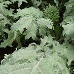 Crambe maritima Feuille