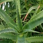 Aloe kedongensis Liść