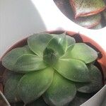 Echeveria purpusiorum Leaf