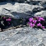 Saxifraga oppositifolia Λουλούδι