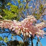 Gliricidia sepium Flower