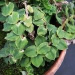 Freycinetia elegantula Leaf