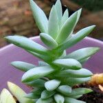 Dudleya greenei 叶