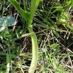 Anacamptis laxiflora Leaf