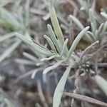 Lavandula latifolia Blad