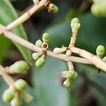 Ligustrum lucidum Frucht