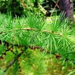 Larix sibirica Blatt