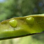 Calicotome spinosa Fruit