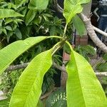 Plumeria alba Leaf