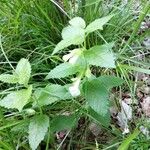Melittis melissophyllum Feuille