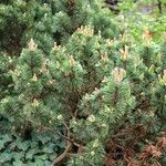 Pinus mugo Natur