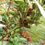 Nicotiana sylvestris 果