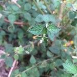 Mesosphaerum suaveolens Leaf