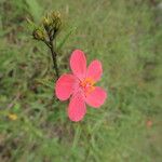 Hibiscus debeerstii Blüte