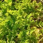 Artemisia annua ᱥᱟᱠᱟᱢ