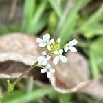 Calepina irregularis Flower